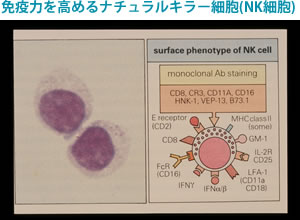 免疫力を高めるナチュラルキラー細胞(NK細胞)