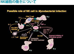 NK細胞の働きについて